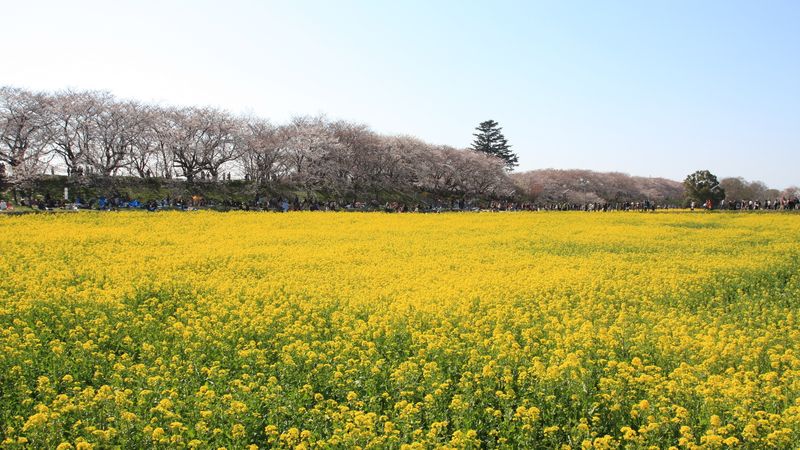 20120408_SatteGongendou 06